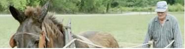 Mule and Huey